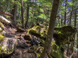 整備前の遊歩道
